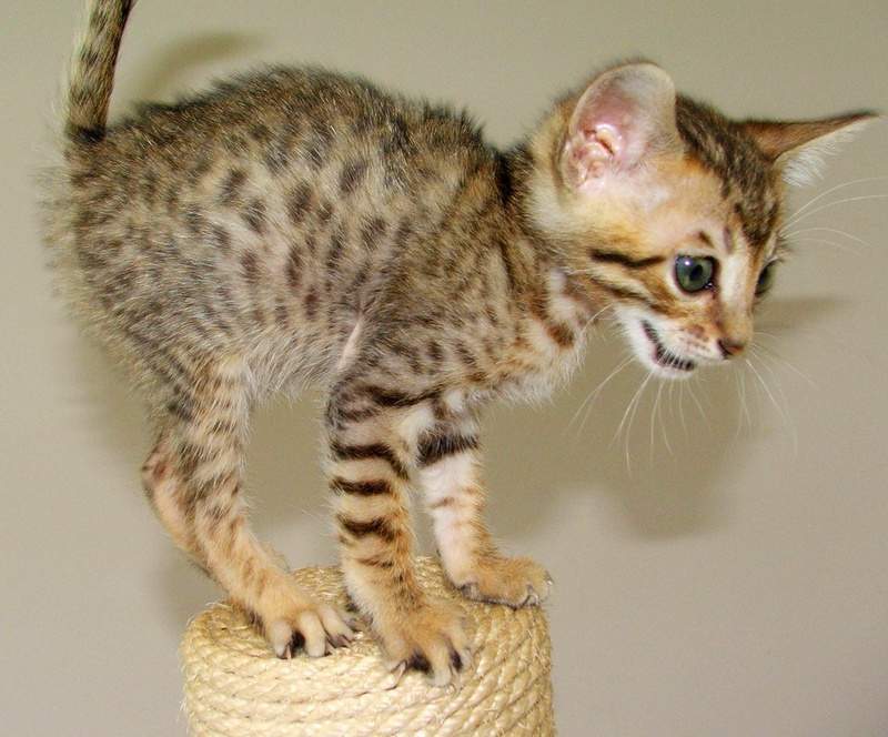 Серенгети - кошки с игривым нравом.