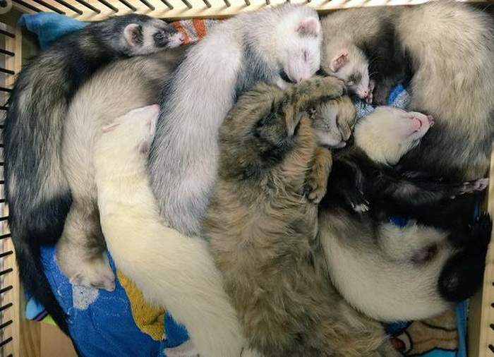 Подросший котенок сладко спит среди дружной компании усыновителей.