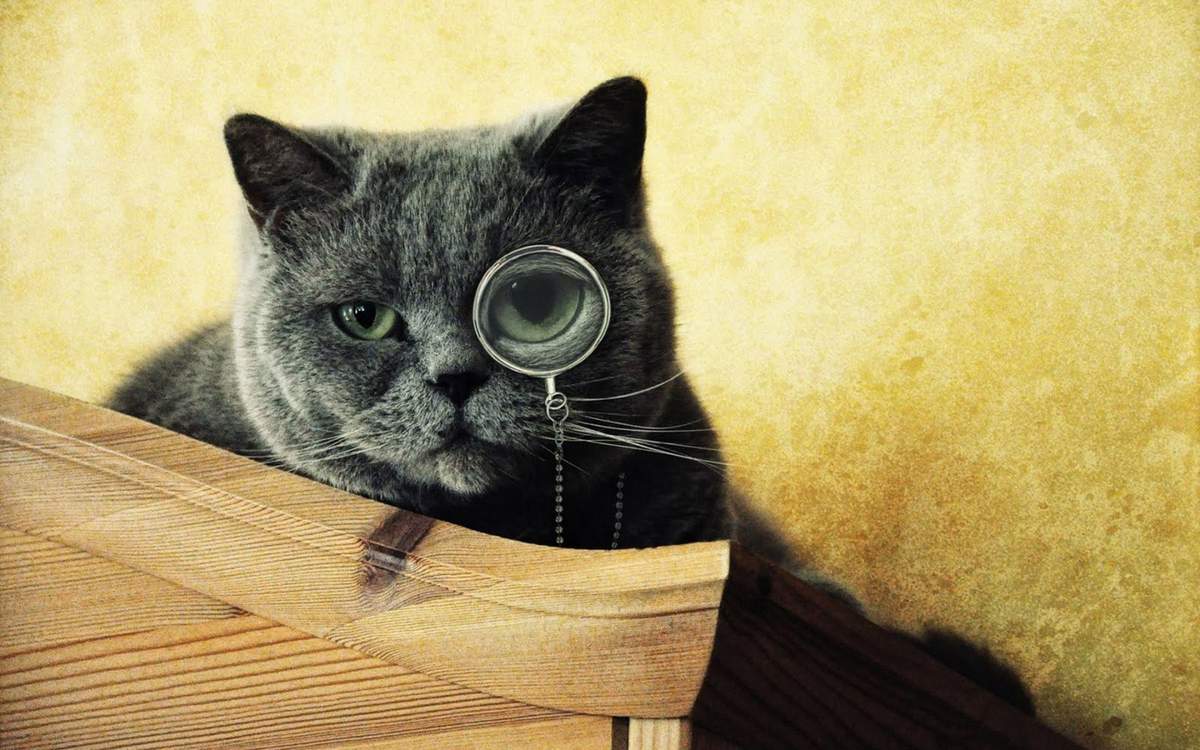 Интеллект кошки.