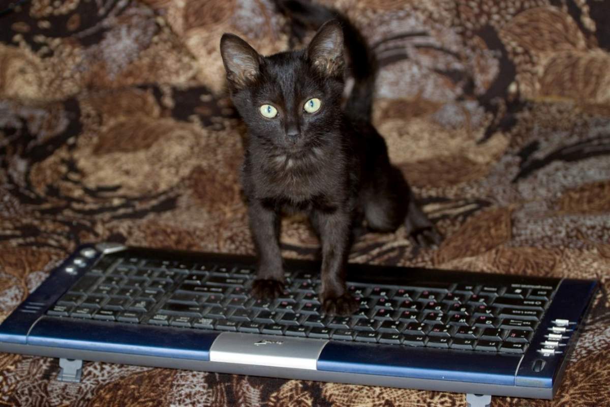 Почему коты ходят по клавиатуре?