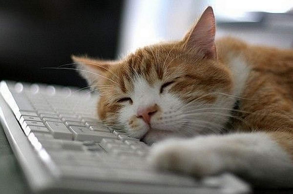 Как отучить кошку ходить и спать на клавиатуре?