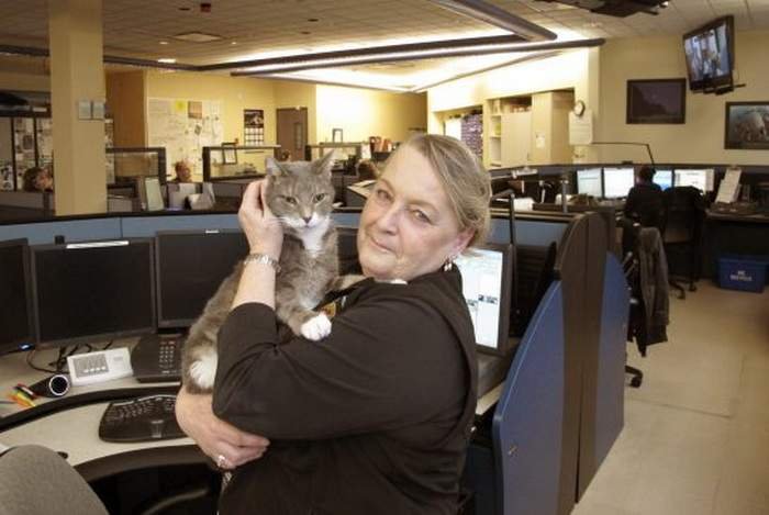Кошка-коп живет в одном из call-центров 911 в Канаде.
