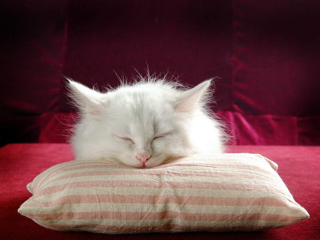 Что же делает кошку едва ли не самой большой соней в мире?