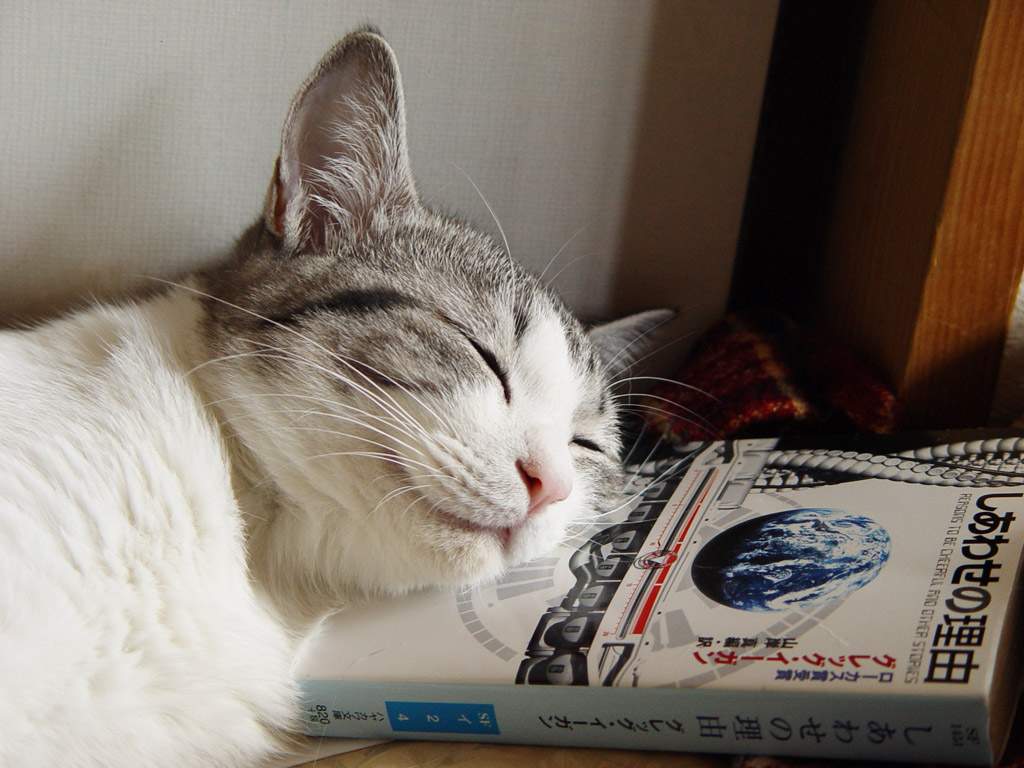 У кошки много времени на сон.