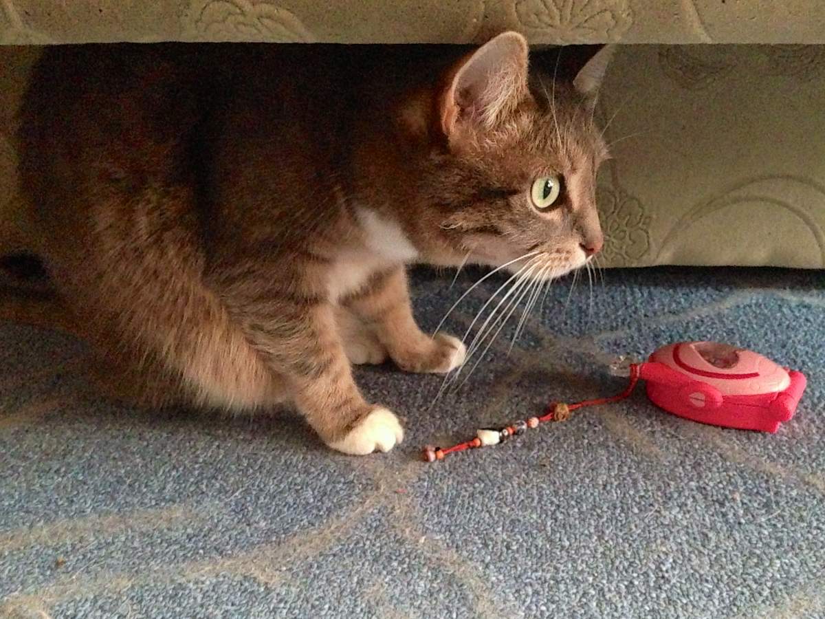 Кошка прячется под диван от испуга: так ли это?