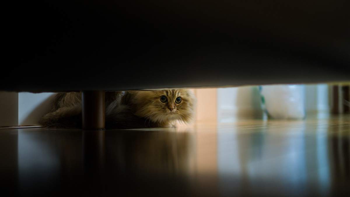 Почему кошка прячется под диваном.