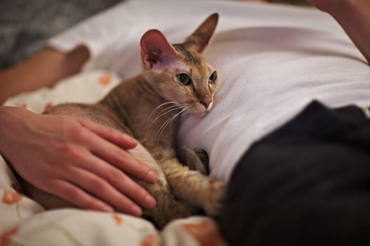 Кошка сама пришла в дом: что это значит? - kotello.ru