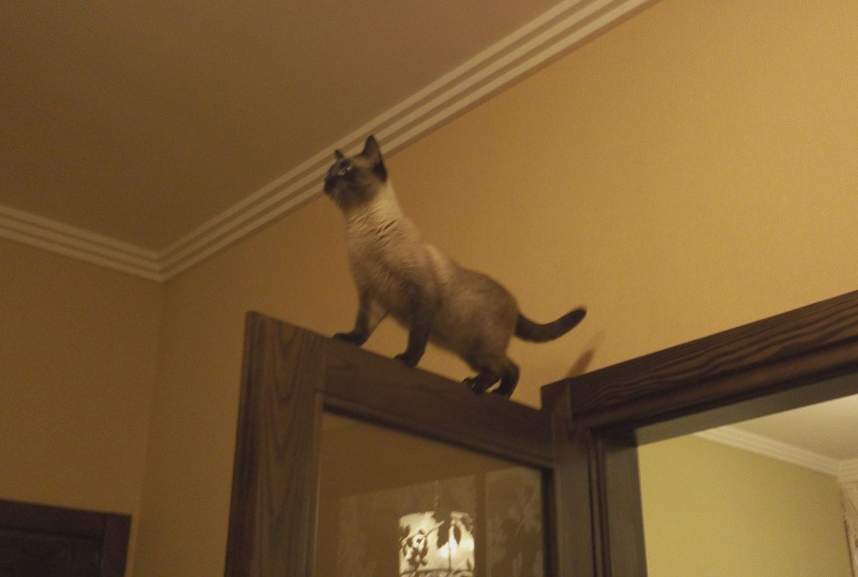 Почему кошка любит высоту?