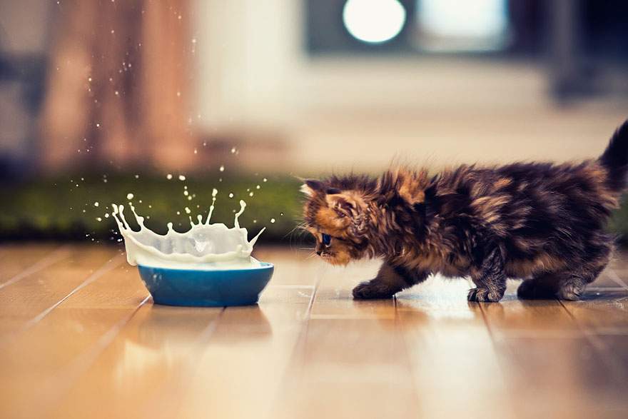 Кошке может не нравиться запах миски или еды.