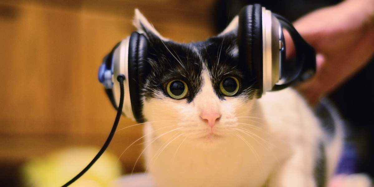 Как узнать отношение вашей кошки к прослушиванию музыки?