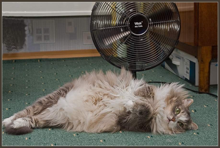 Кот охлаждается под вентилятором.