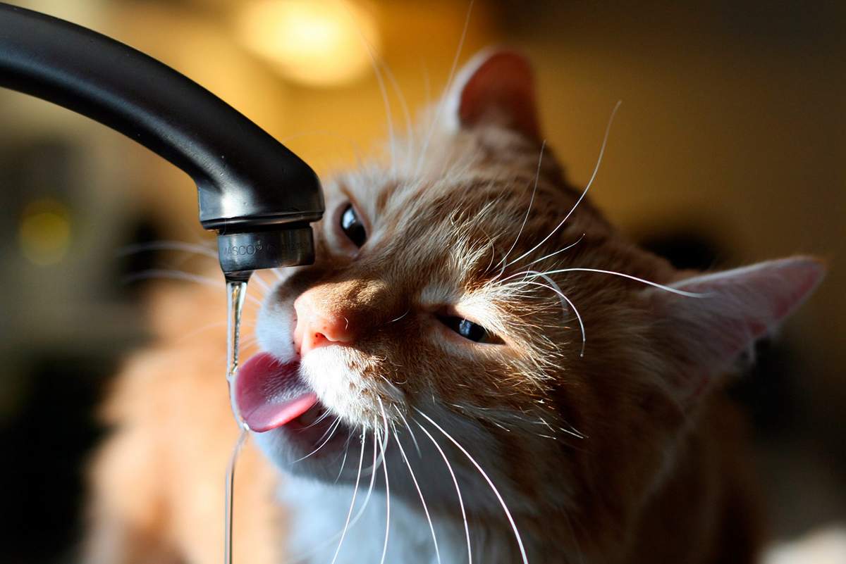 Кошка пьет воду, чтобы справиться с жарой.