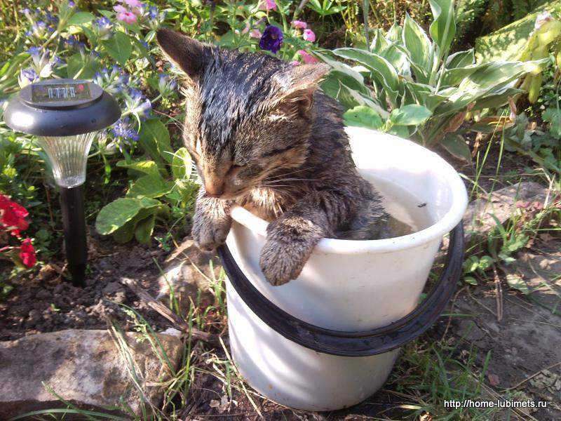 Котенок охлаждается в ведре с водой.
