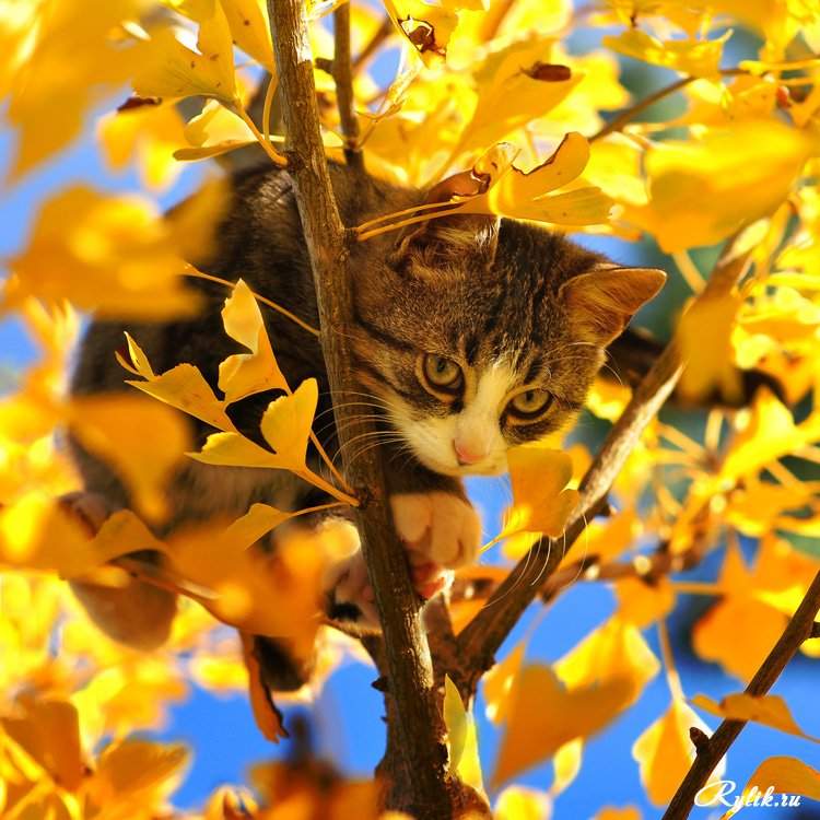 Коты и осень.