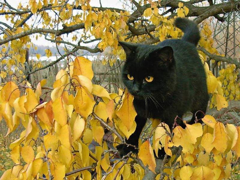 Суровый взгляд грозного охотника. От кого скрылся он за желтыми листьями?