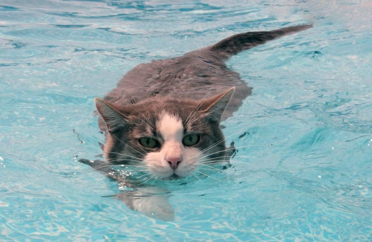 Коты-пловцы.