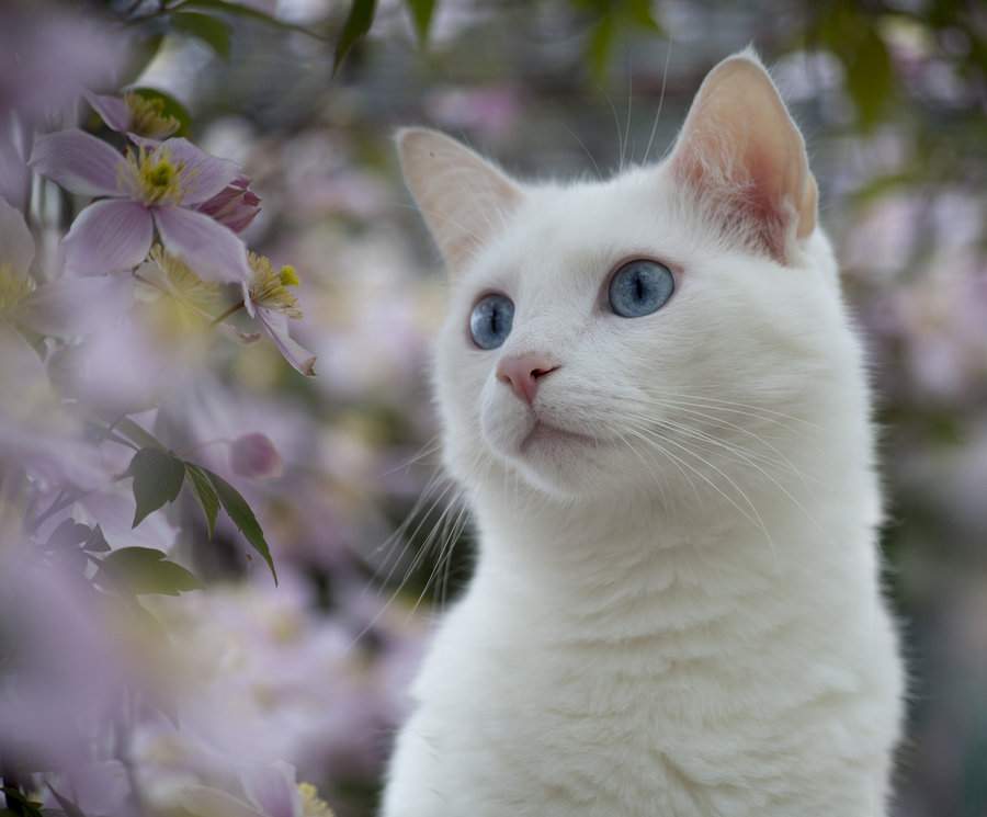 Нежность весны и аромат цветов пленил белоснежного котика.