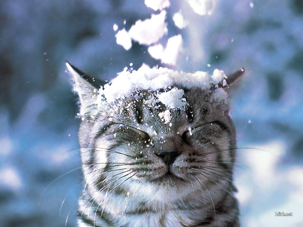 Такой снежный-снежный кот.