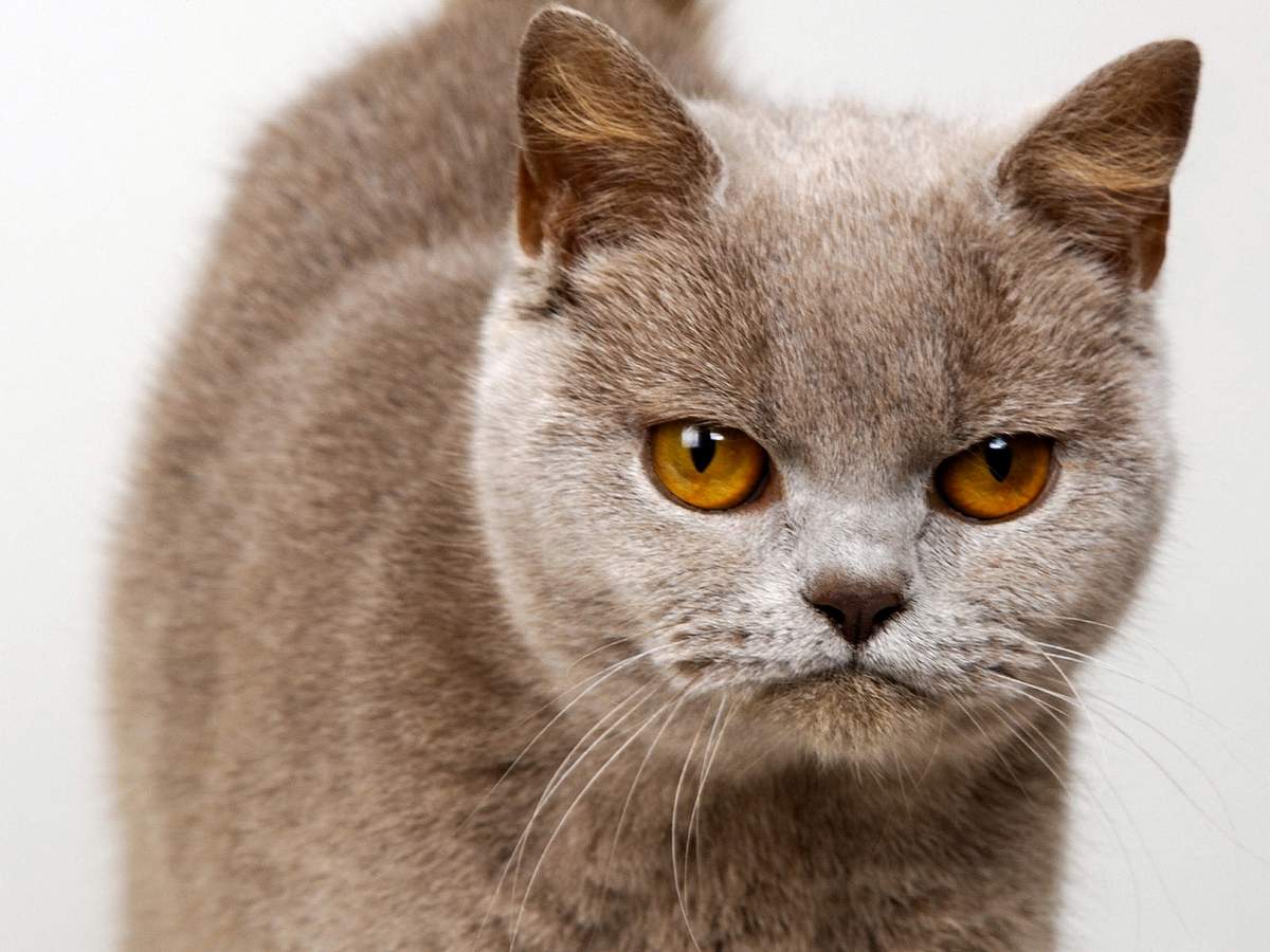Кошки могут злиться из-за громкого шума.