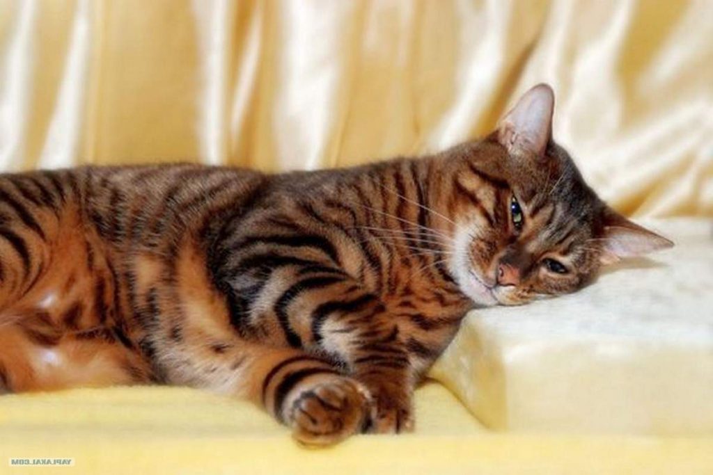 Тойгеры: какие опасности могут подстерегать этих кошек?