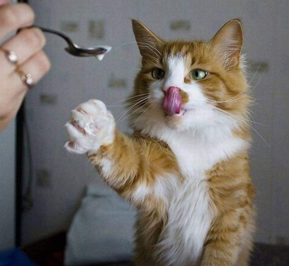 Как накормить кошку, когда она не хочет есть?
