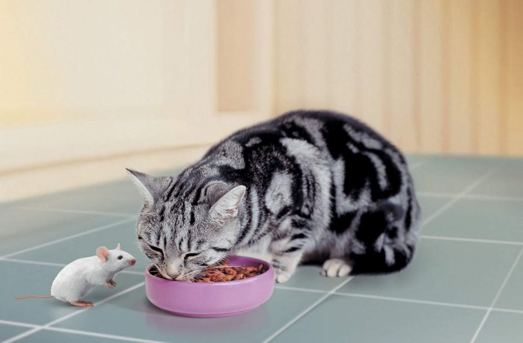 Что делать если кошка отказывается от еды?