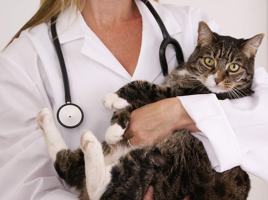 Если не готовы оказывать помощь кошке самостоятельно, то обратитесь к врачу.