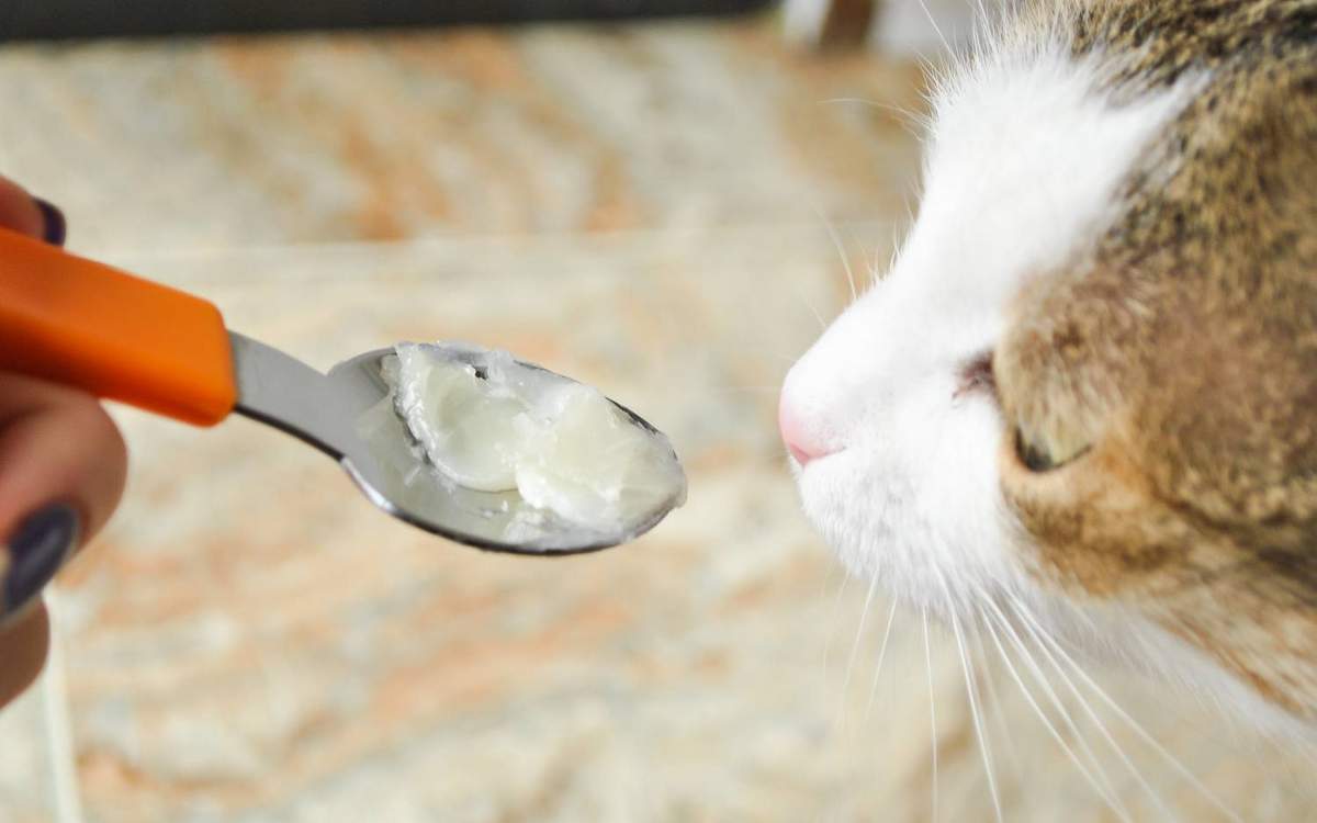 Как накормить кошку лекарством.