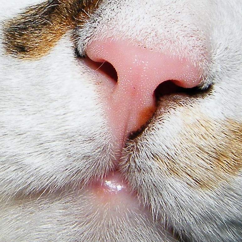 Нос используется кошкой для того, чтобы определять температуру пищи. 
