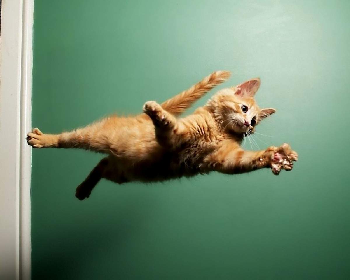 Кошка обладает способностью сгибать свои конечности таким образом, чтобы сила удара равномерно распределялась по мышцам и суставам.