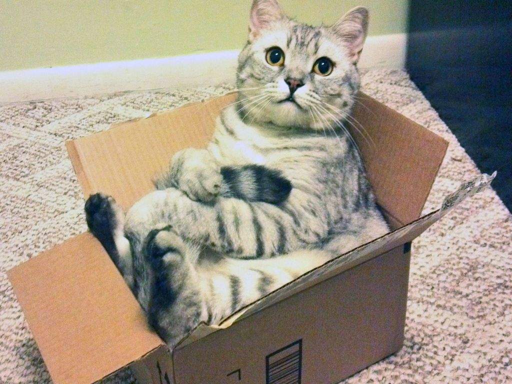 Почему кошки любят забираться и прятаться в коробки?
