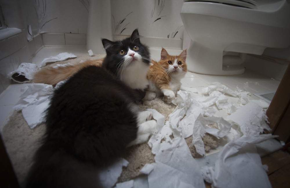 Коты против туалетной бумаги.