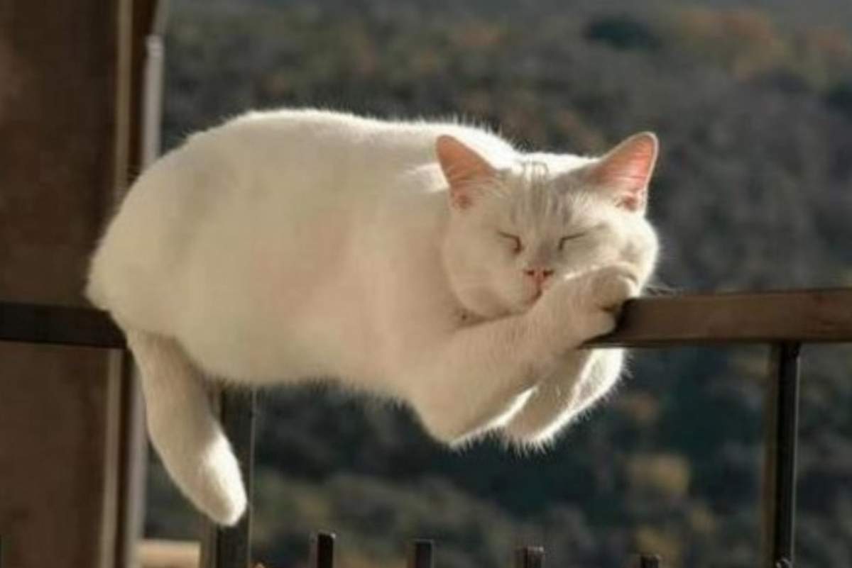 Сон для кошки - важная составляющая здоровья.