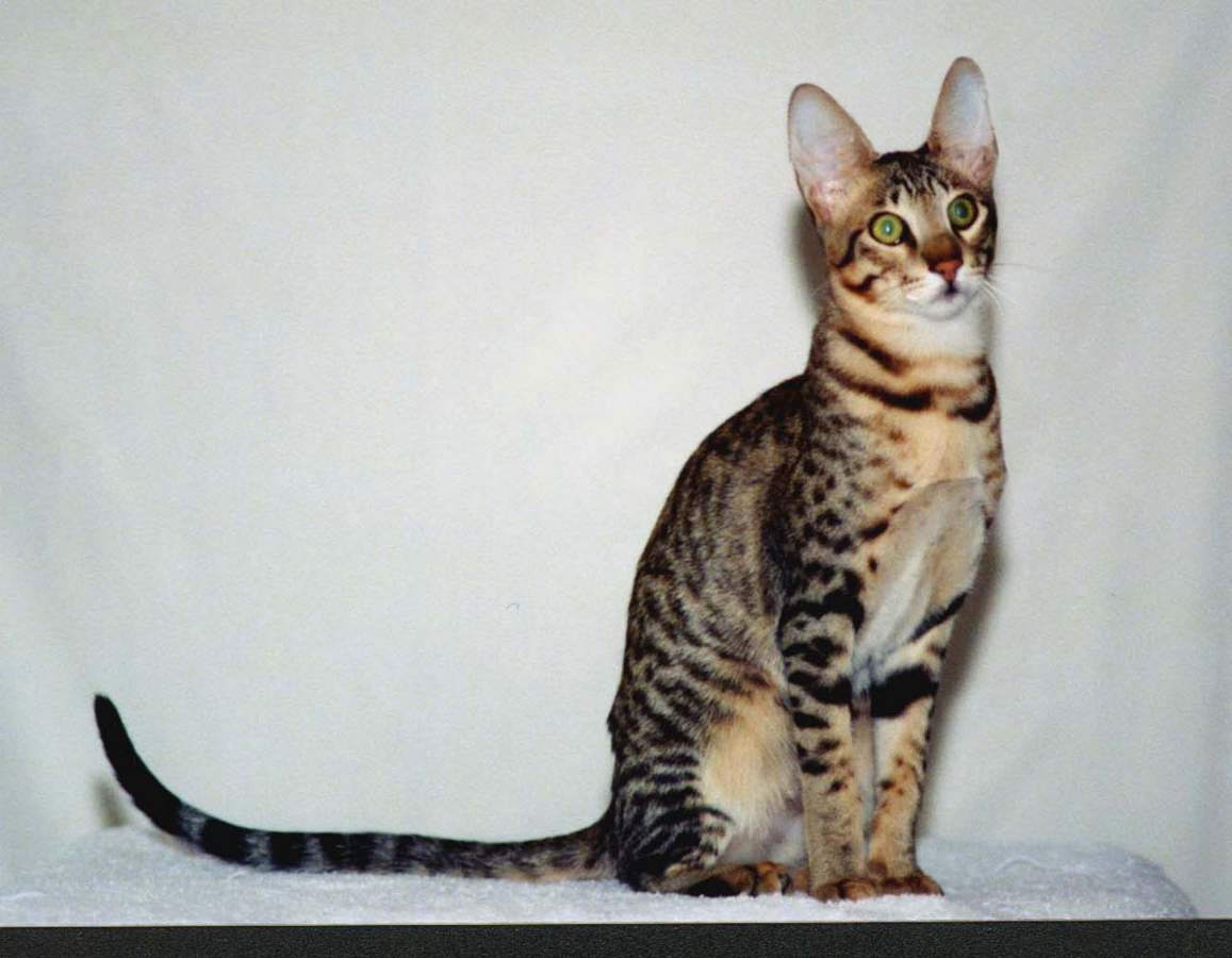 Серенгети - относительно крупные кошки.