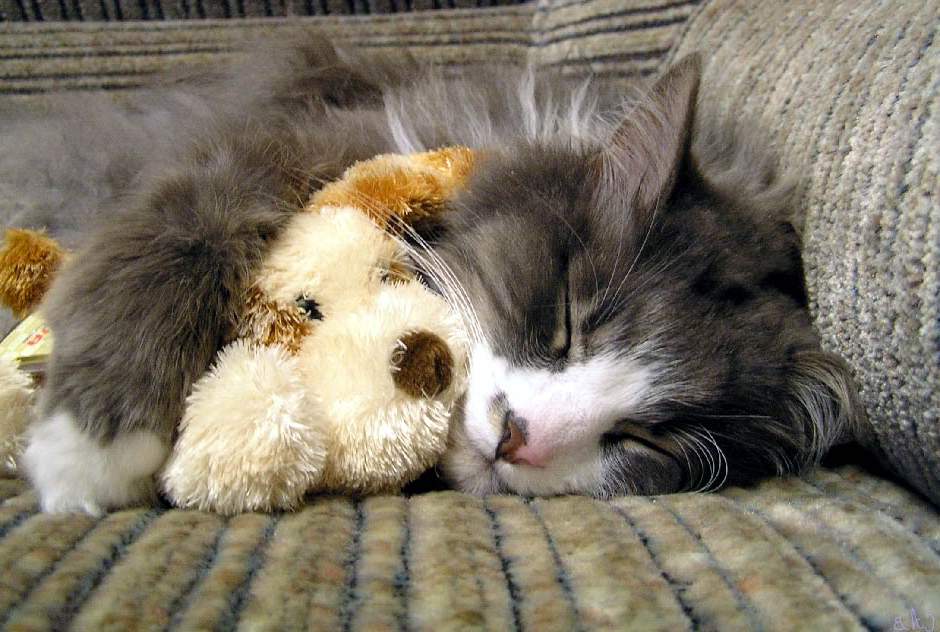 На продолжительность сна, также, влияет и образ жизни кошки. 