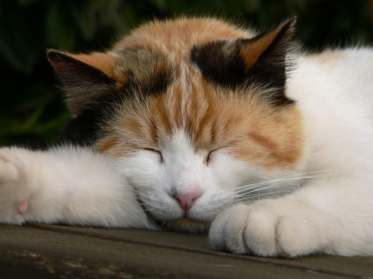 Многим интересно видят ли кошки сны, так же как и люди?