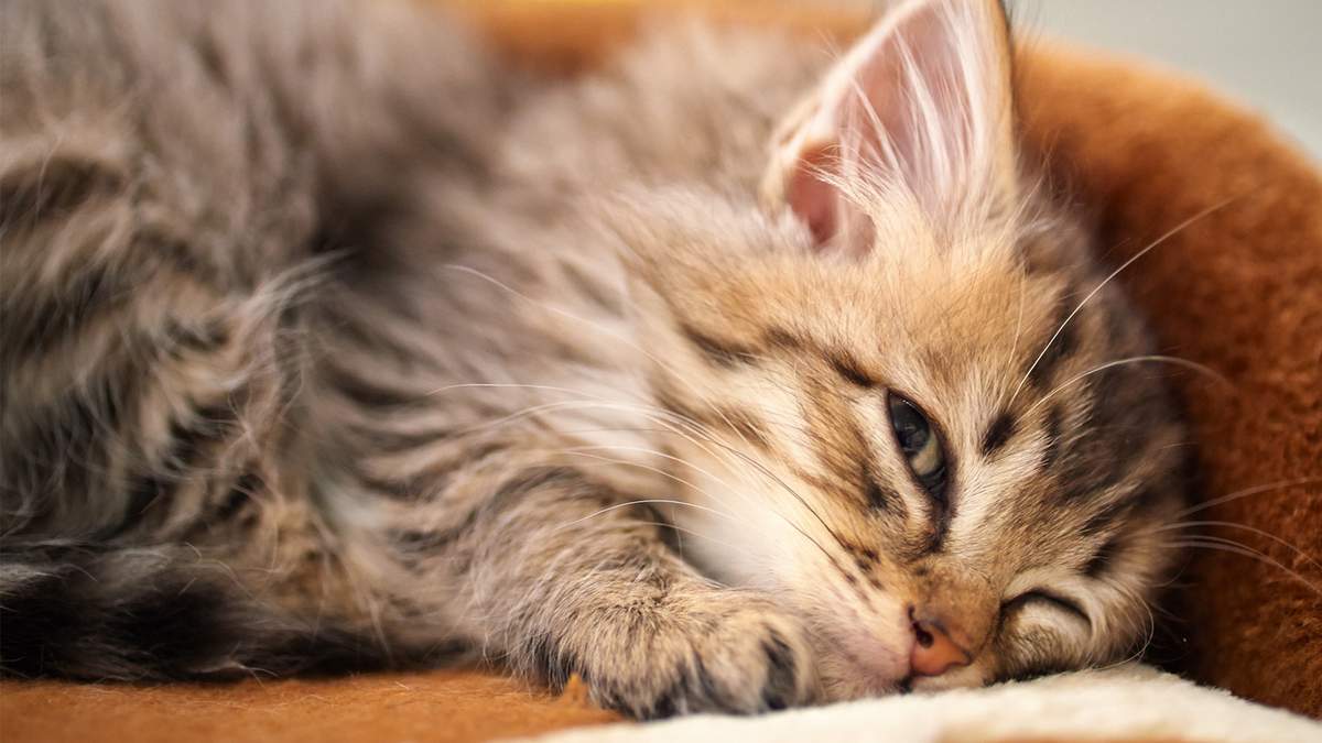 Когда кошка выпускает когти и двигает лапами, то наверняка она во сне хватает добычу.