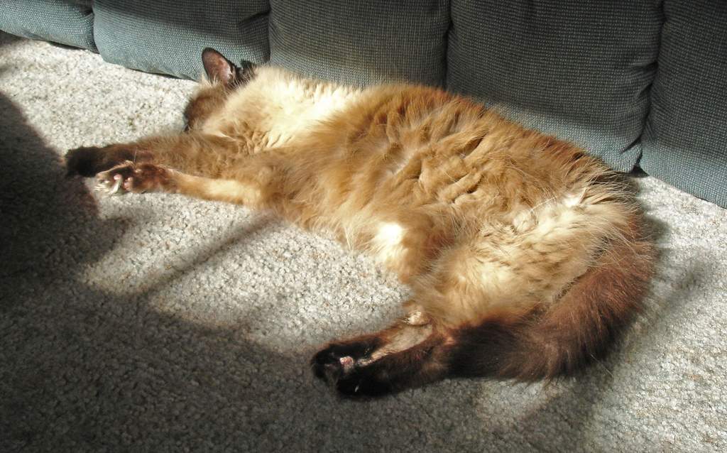 Если на улице жарко, то кошке лучше отправиться в тень.