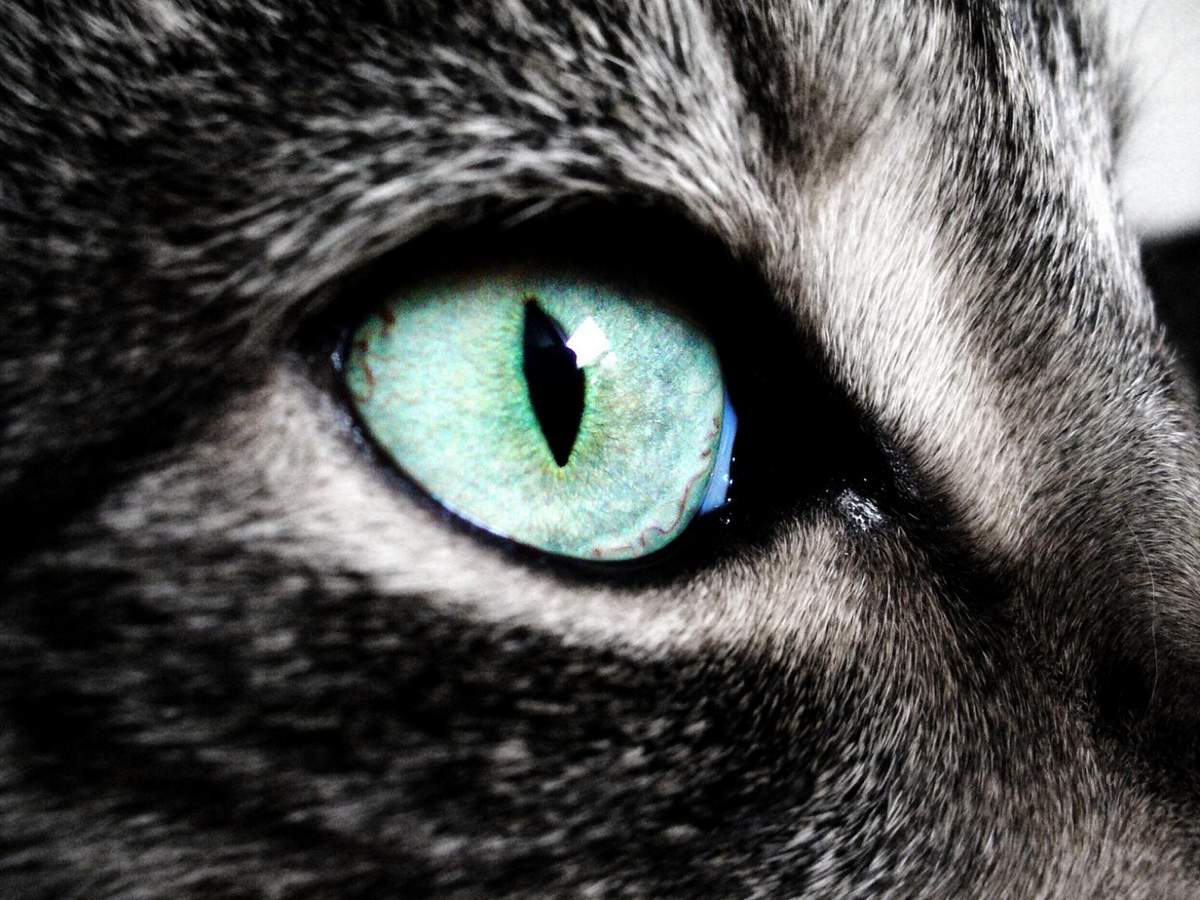 Особое строение глаза позволяет кошкам видеть не так, как люди.