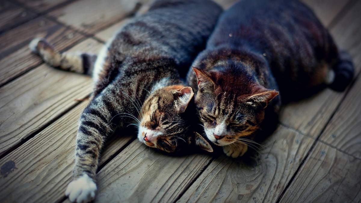 Как обучить двух кошек соседствовать друг с другом.
