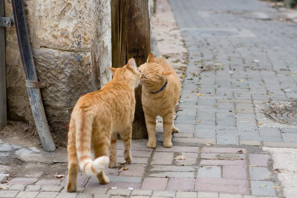 Поведение кошке при знакомстве друг с другом.