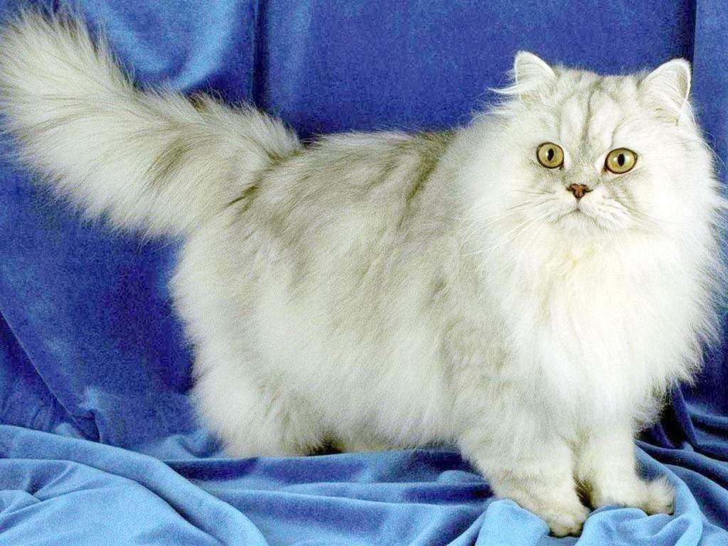 Как ухаживать за персидской кошкой перед родами?