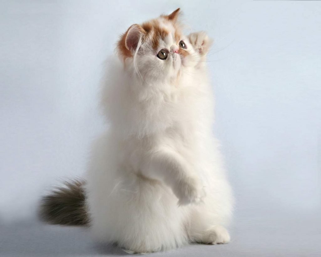 В чем особенности родов у персидской кошки?