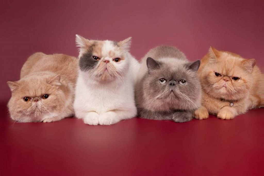 Персидские кошки и их беременность.