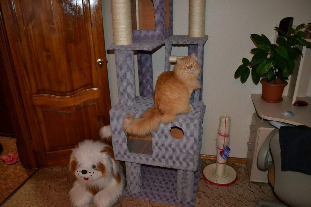  Для изготовления домика для кошки самостоятельно, вам понадобятся: клей, веревка, картон.