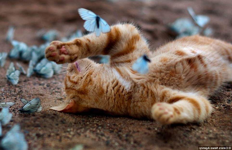 Кот играет с бабочками.