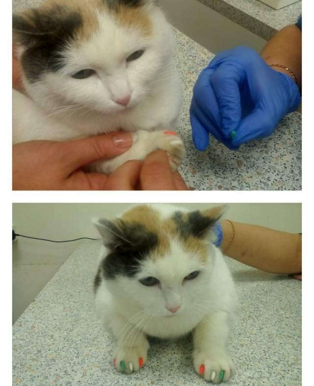Тестирование nail-сервиса для кошек.