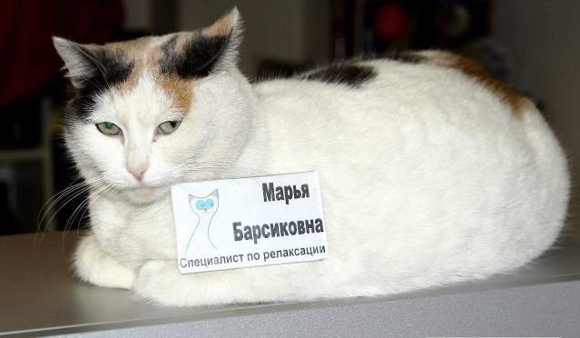 Марья Барсиковна - официальный представитель ветеринарной клиники.