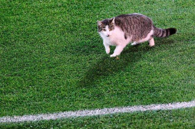 Кошка на футбольном поле.
