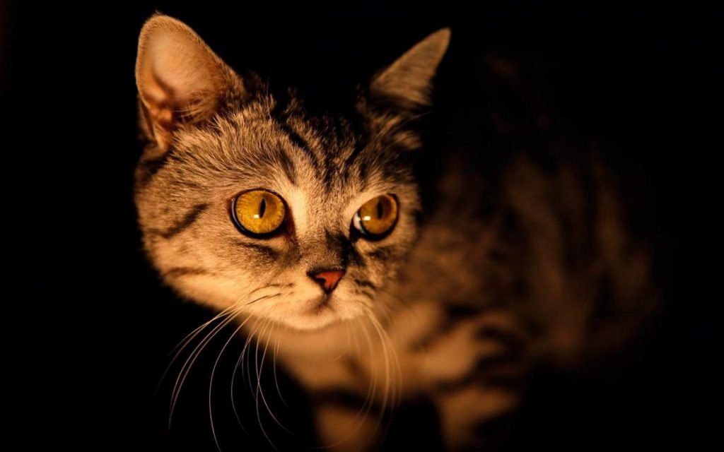Помогают ли успокоительные капли для кошек от ночных игрищ?